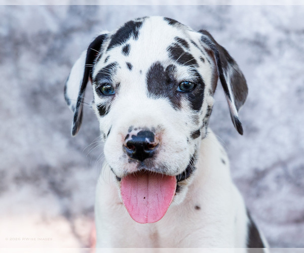 Medium Photo #2 Great Dane Puppy For Sale in WAKARUSA, IN, USA