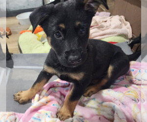Labrador Retriever-Unknown Mix Dogs for adoption in Marine City, MI, USA