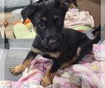 Small Labrador Retriever Mix