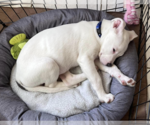Small Photo #6 Bull Terrier-Unknown Mix Puppy For Sale in McKinney, TX, USA