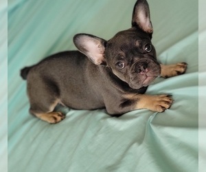 French Bulldog Puppy for sale in TAMPA, FL, USA