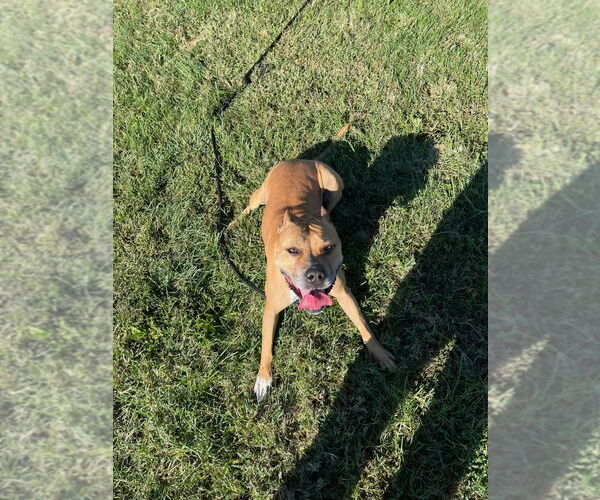 Medium Photo #4 American Pit Bull Terrier-Unknown Mix Puppy For Sale in Spotsylvania, VA, USA