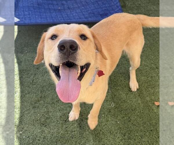 Medium Photo #3 Labrador Retriever-Unknown Mix Puppy For Sale in San Diego, CA, USA