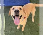 Small #2 Labrador Retriever Mix