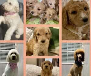 Goldendoodle Puppy for sale in ASHFORD, AL, USA