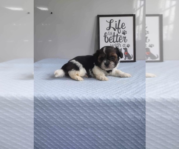 Medium Photo #2 Zuchon Puppy For Sale in MOUNT PLEASANT, MI, USA