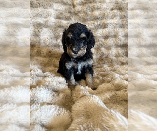 Medium Photo #1 Bernedoodle Puppy For Sale in GILBERT, AZ, USA