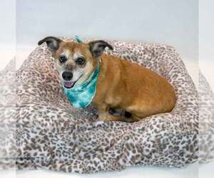 Dachshund-Unknown Mix Dogs for adoption in Kennesaw, GA, USA