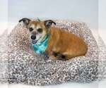 Small #1 Dachshund Mix