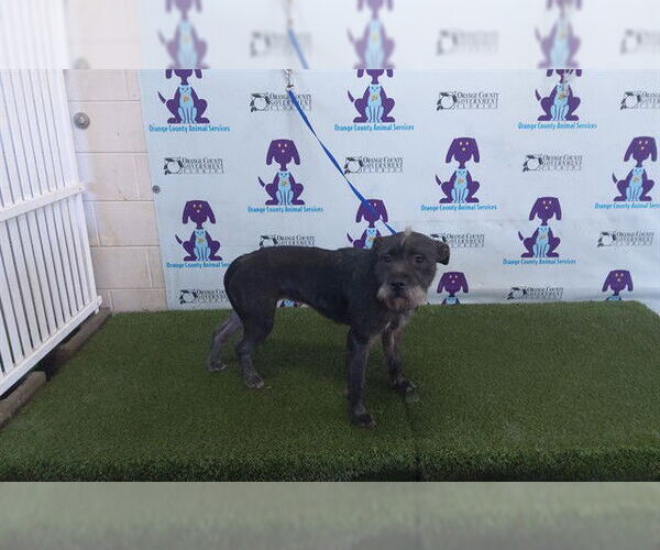 Medium Photo #1 Mutt Puppy For Sale in Orlando, FL, USA