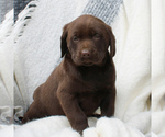 Small Photo #1 Labrador Retriever Puppy For Sale in EAST EARL, PA, USA
