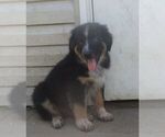 Small Photo #2 Australian Shepherd Puppy For Sale in SHELDON, MO, USA