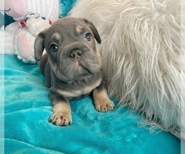 Medium Photo #49 French Bulldog Puppy For Sale in SPRINGFIELD, MA, USA
