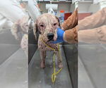Small #2 Labrador Retriever Mix