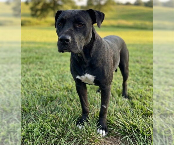 Medium Photo #1 Staffordshire Bull Terrier Puppy For Sale in Texas City, TX, USA