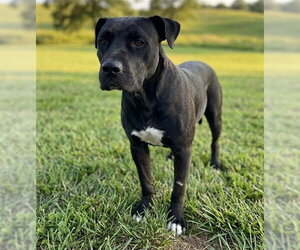Staffordshire Bull Terrier Dogs for adoption in Texas City, TX, USA