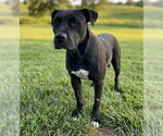 Small Staffordshire Bull Terrier