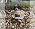 Small Photo #9 Miniature Bernedoodle Puppy For Sale in CENTRALIA, IL, USA