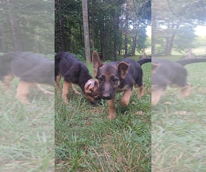 German Shepherd Dog Puppy for sale in ROCKY MOUNT, VA, USA