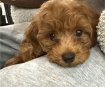 Small #12 Maltipoo