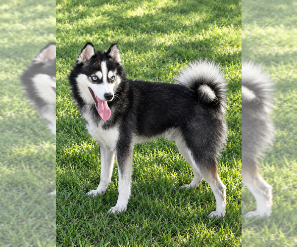 Medium Photo #1 Alaskan Klee Kai Puppy For Sale in HILLSBORO, OH, USA