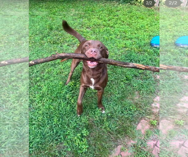 Medium Photo #2 Affenpinscher-Labrador Retriever Mix Puppy For Sale in SHERBURNE, NY, USA