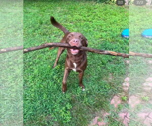 Choco *Courtesy Post* (Albany NY) - Male Affenpinscher-Labrador Retriever Mix Dog for Adoption - Photo #2