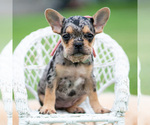 Small #1 French Bulldog