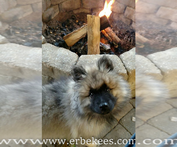 Medium Photo #20 Keeshond Puppy For Sale in FAYETTEVILLE, TN, USA