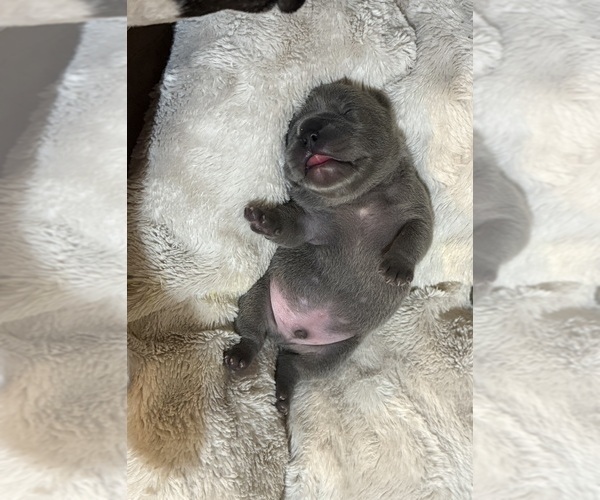 Medium Photo #9 French Bulldog Puppy For Sale in BIG RAPIDS, MI, USA