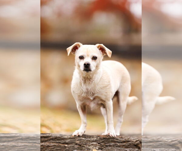 Medium Photo #3 Chiweenie Puppy For Sale in McKinney, TX, USA