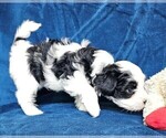 Small Photo #9 Morkie Puppy For Sale in HOLLAND, MI, USA