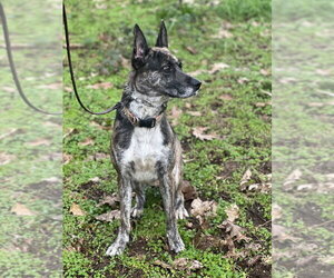 Ori - Female Holland Shepherd-Unknown Mix Dog for Adoption - Photo #2