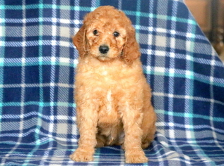 Poodle (Standard) Puppy for sale in MOUNT JOY, PA, USA