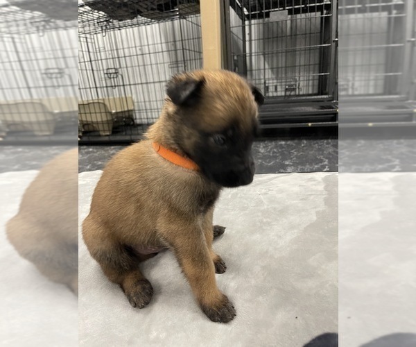 Medium Photo #98 Belgian Malinois Puppy For Sale in REESEVILLE, WI, USA