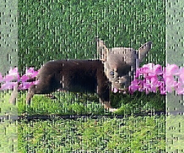 Medium Photo #28 Chihuahua Puppy For Sale in FORT LAUDERDALE, FL, USA