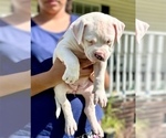 Small #3 American Bully