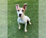 Small Photo #4 Parson Russell Terrier-Unknown Mix Puppy For Sale in Calhoun, GA, USA
