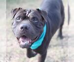 Small Chinese Shar-Pei-Mastiff Mix