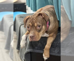 American Staffordshire Terrier-Unknown Mix Dogs for adoption in Brewster, NY, USA