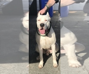 Father of the Dogo Argentino puppies born on 12/12/2018