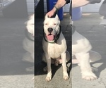 Small Photo #1 Dogo Argentino Puppy For Sale in SPANISH SPGS, NV, USA