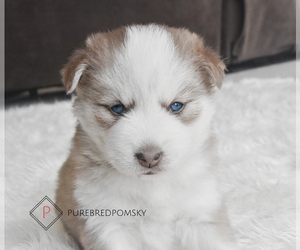 Pomsky Puppy for sale in KANSAS CITY, MO, USA