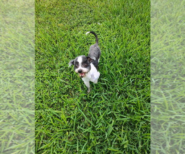 Medium Photo #4 Shih Tzu-Unknown Mix Puppy For Sale in New York, NY, USA
