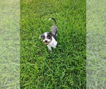 Small #3 Shih Tzu Mix