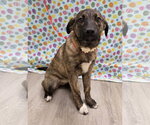 Small #5 Anatolian Shepherd Mix