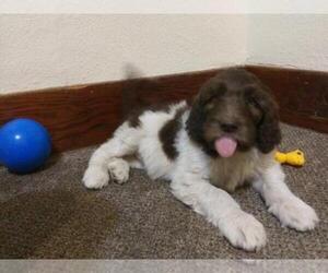 Labradoodle Puppy for sale in ALAMOSA, CO, USA