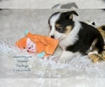 Small Photo #11 Aussie-Corgi-Miniature Australian Shepherd Mix Puppy For Sale in LIND, WA, USA