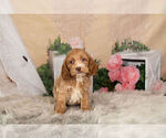 Small Photo #9 Cocker Spaniel-Poodle (Miniature) Mix Puppy For Sale in WARSAW, IN, USA