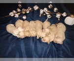 Small Photo #8 Goldendoodle Puppy For Sale in ZEBULON, NC, USA